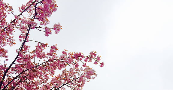 blommande, Blossoms, Flora, blommor, Sky, våren, rosa färg