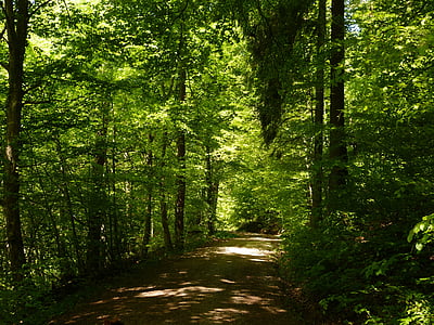 bosc, camí del bosc, natura, paisatge, arbre, arbres, estat d'ànim
