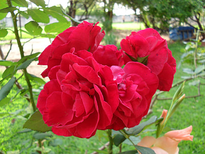Rosa, puķe, sarkana, ziedi, rožu krūms, dārza