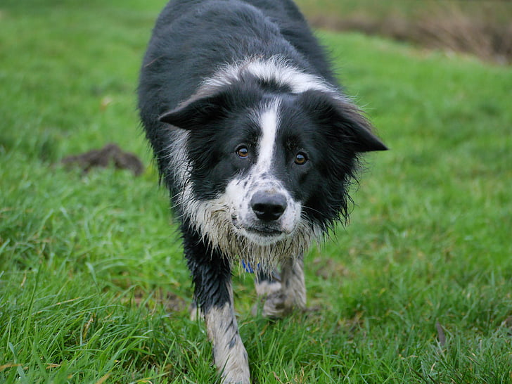 robnik škotski ovčarski pes, pes, škotski ovčarski pes, udarci