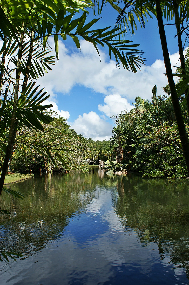 Mauritius, Göl, palmiye ağacı, gökyüzü, bulutlar, manzara, ağaçlar