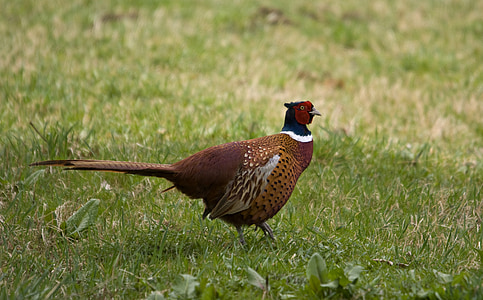 common pheasant, bird, ground, feather, wildlife, fowl, gamebird