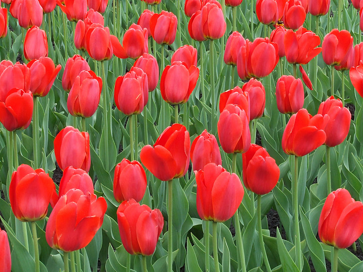 Tulip, rød, blomst