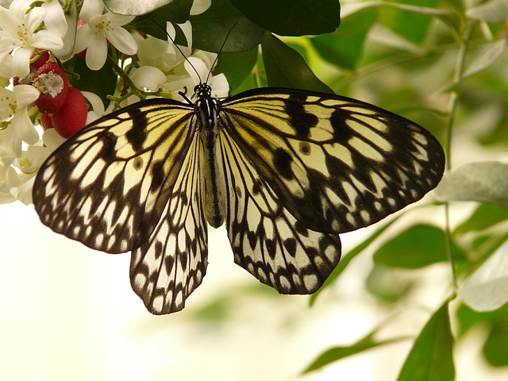 vit baumnymphe, fjäril, Idea leuconoe, vit, fjärilar, svart ritning, edelfalter