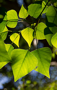 árvore do coração, Homalanthus populifolius, árvore, verde, folhas, floresta tropical, subtropicais