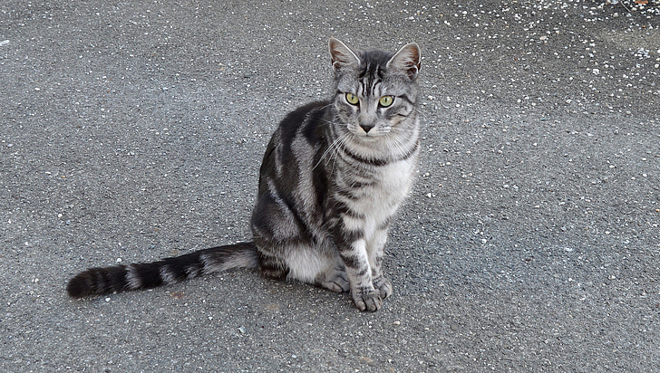 cat, kitten, pets