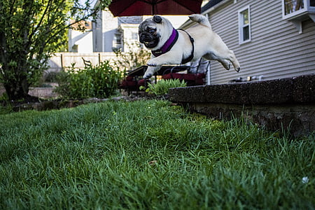 jumping, pug, puppy, cute, dog, funny, doggy