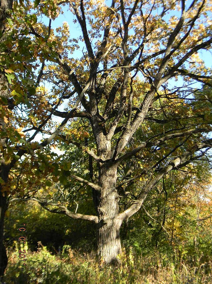 roble, árbol, árboles, Live oak, naturaleza, Botánico, otoño