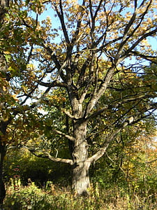Ąžuolas, medis, medžiai, Live oak, Gamta, Botanikos, rudenį