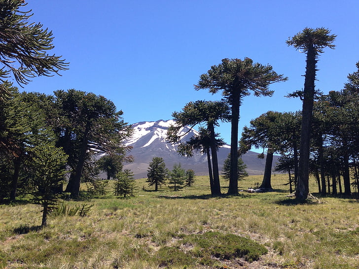 Parque nacional, Los araucarias, Chile-Argentína