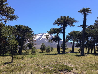 Parque nacional, Los araucarias, Argentine Chili