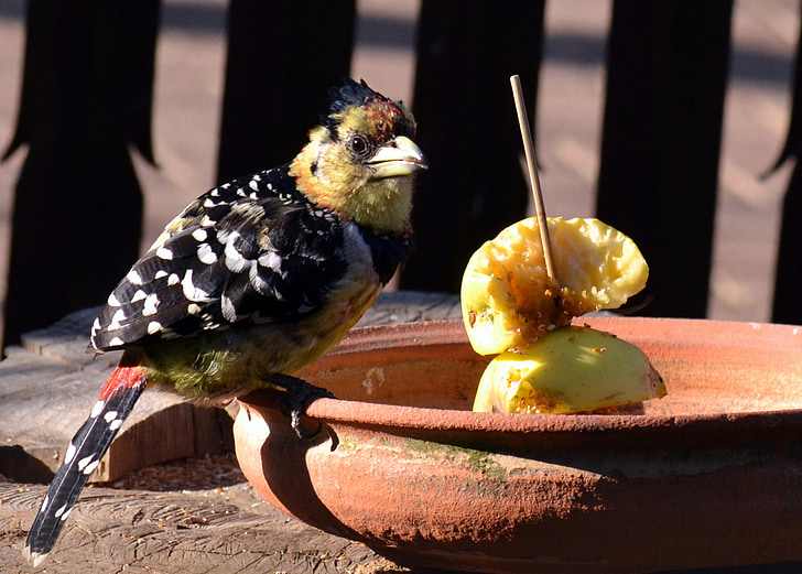 oiseaux de jardin, alimentaire, pomme