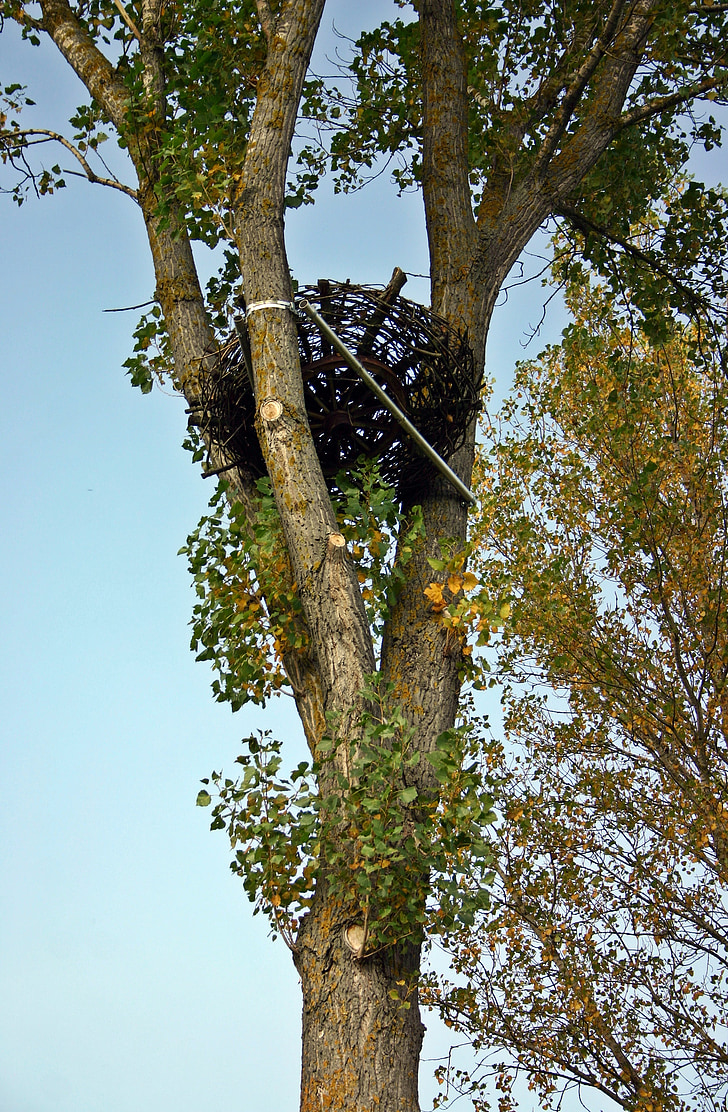 nest, nesten help, behoud van de natuur, natuurreservaat, boom, Kruis, logboek