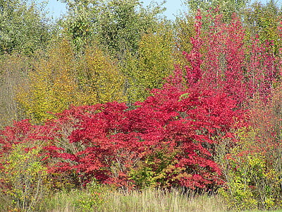 cor de outono, farbenspiel, folhas de outono, arbustos, árvores, floresta
