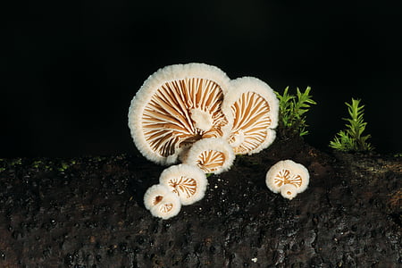 champignon, træ svamp, natur, efterår, sort baggrund, close-up, Studio skud