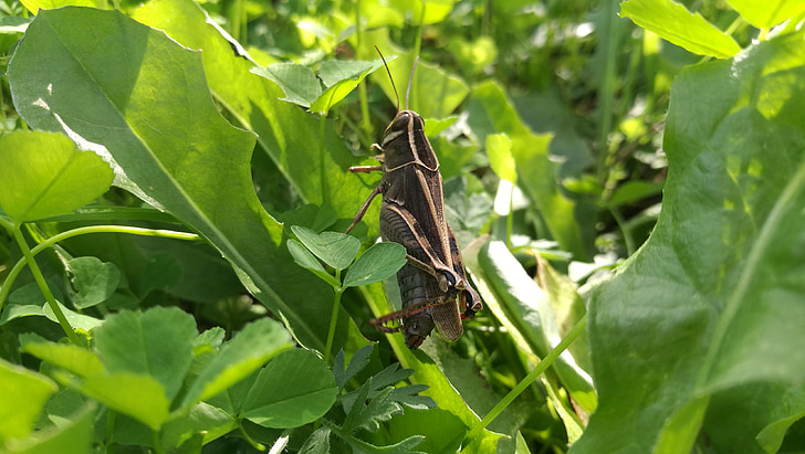 grasshopper, insect, nature
