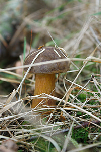 mushroom, grass, brown, forest, edible, tasty, kitchen