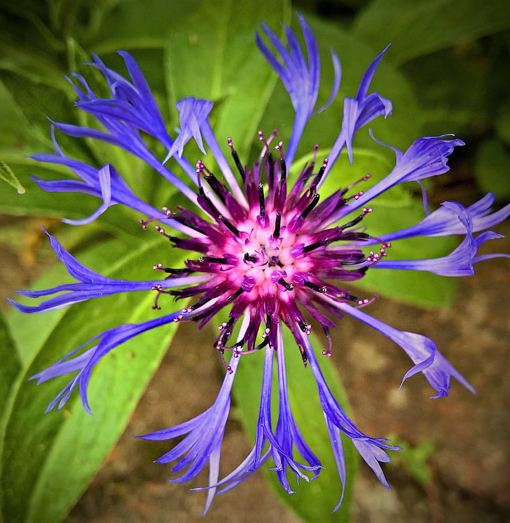 flower, cornflower, blue petals, purple flowers stamens, cultured type, shrub, nature
