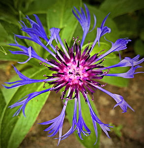 Blume, Kornblume, blaue Blütenblätter, lila Blüten Staubblätter, kultivierte Art, Strauch, Natur