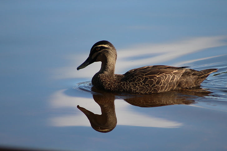duck, water, reflection, bird, nature, wildlife, lake