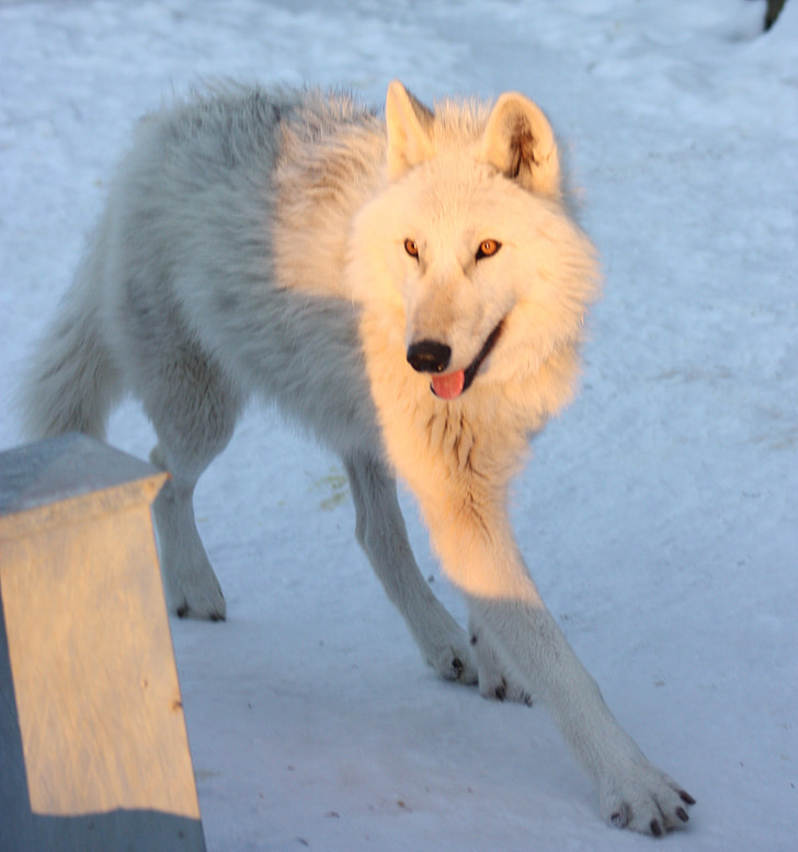 Greenland husky, Canine, sneeuw, winter, hond, dier, Wolf