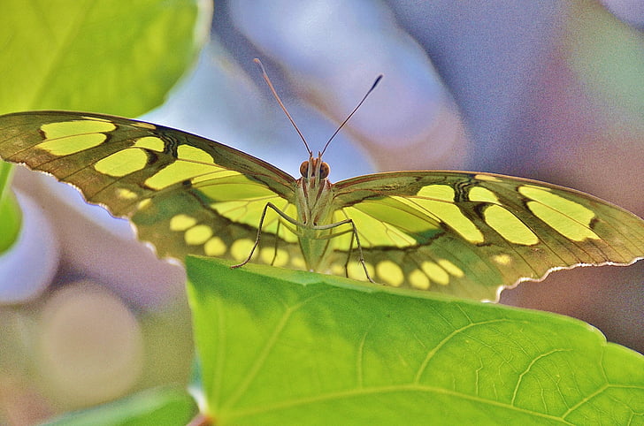 butterfly, insect, fly, animal, green, wings, wildlife