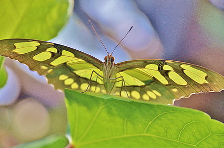 vlinder, insect, vliegen, dier, groen, vleugels, dieren in het wild