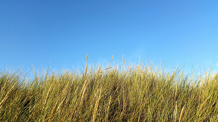 dunes, grass, dune grass, netherlands, coast, reed, nature
