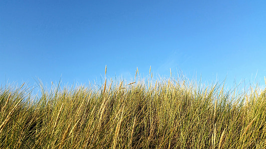 dunes, herbe, herbe de dune, Pays-Bas, Côte, roseau, nature