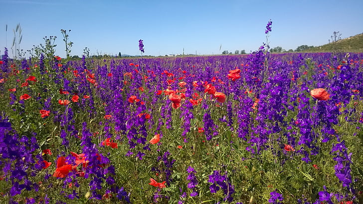 pole kwiatów, Violet, Seestadt aspern, fioletowy, kwiaty, kolorowe łąka