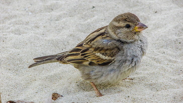 Sparrow, Fajn, Při pohledu, pláž, volně žijící zvířata, Příroda, zvíře