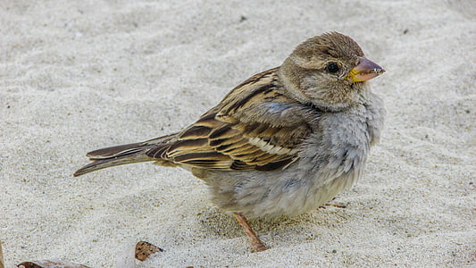 sparrow, cute, looking, beach, wildlife, nature, animal