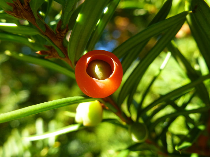 yew, berry, tree, red, branch, needles, forest