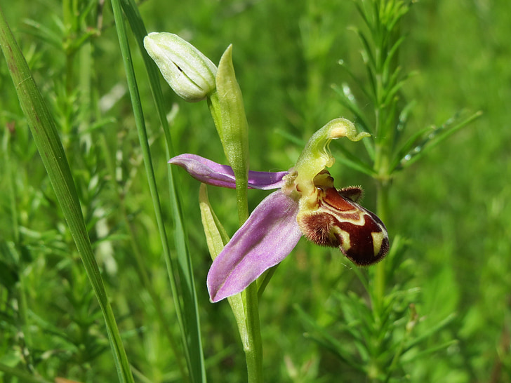 Ophrys apifera, Plastid, wildflower, Flora, makro, květ, květenství