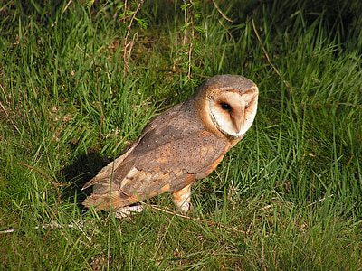 barn owl, these albums, owl, predator, in the grass, bird, nature