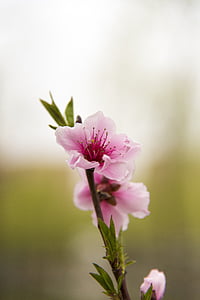 λουλούδι, άνοιξη, ανθισμένη Κερασιά, άνθος, ροζ χρώμα, φύση, φυτό