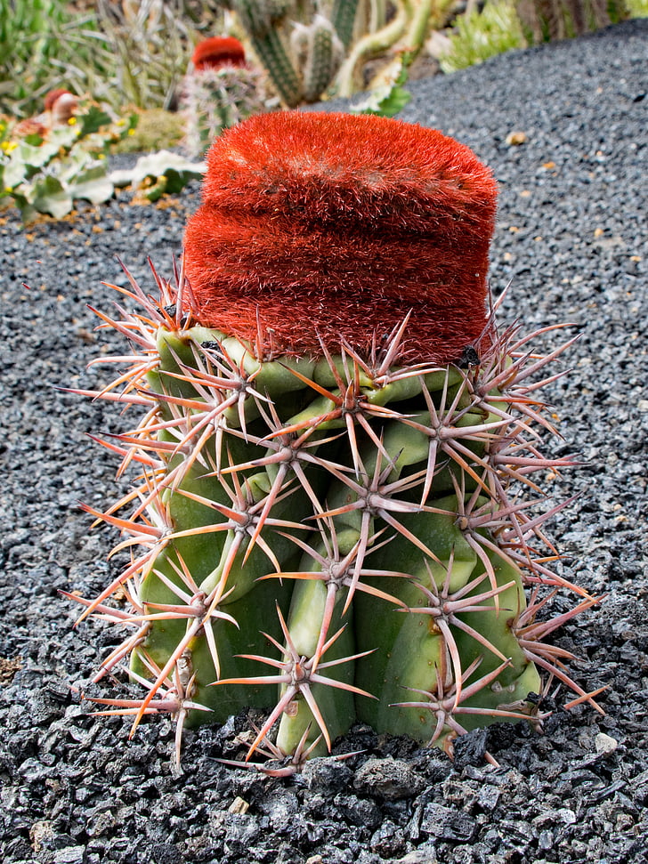 Jardin de cactus, kaktus, Lanzarote, Spanien, Afrika attraktioner, Guatiza, lava