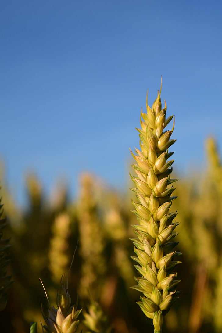 пшеница, зърно, зърнени култури, затвори, ухо, растителна, Селско стопанство