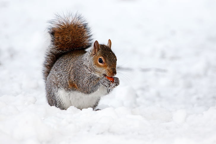 Tier, Tierfotografie, schließen, Schnee, Eichhörnchen, Winter, Natur