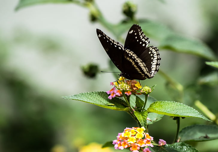 蝶, ブラック, ホワイト, 蜜を吸う, 創造的です, 美しい, 昆虫