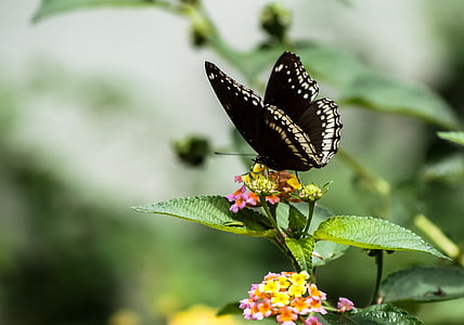 vlinder, zwart, wit, zuigen van honing, creatieve, mooie, insect