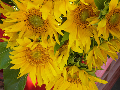 sun flower, sunflower seeds, sunflower oil, sunflower, market, standl, bouquet