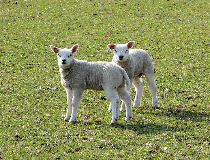 lambs, spring, animals, nature, outdoor life, pasture