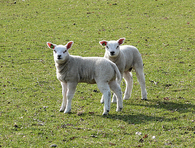子羊, 春, 動物, 自然, アウトドア ライフ, 牧草地