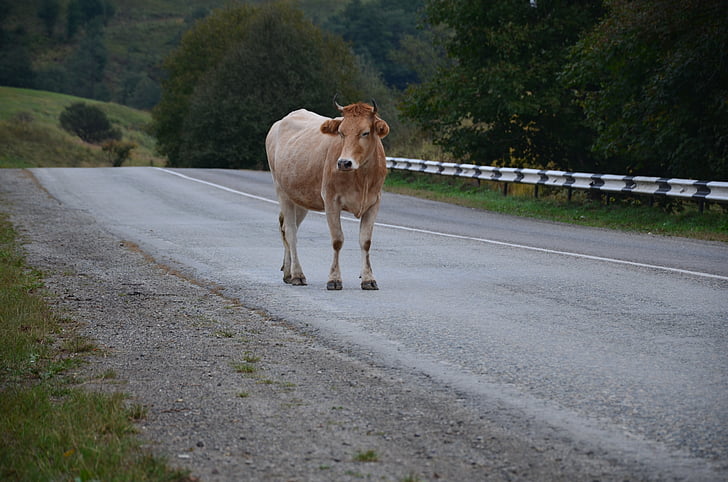крава на пътя, природата, крава, път, животните