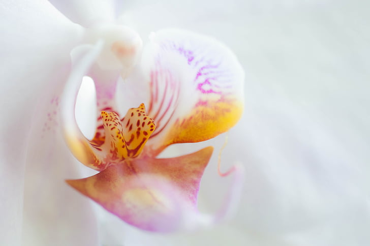 orquídia, flor, flor, flor, planta, blanc, natura