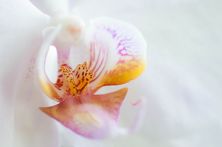 orhideja, cvijet, cvijet, cvatu, biljka, bijeli, priroda