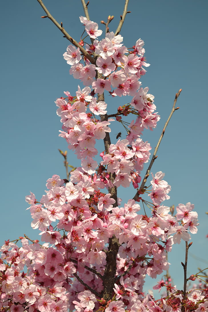 primavara, floare, roz, alb, flori, Apropo de primăvară, natura