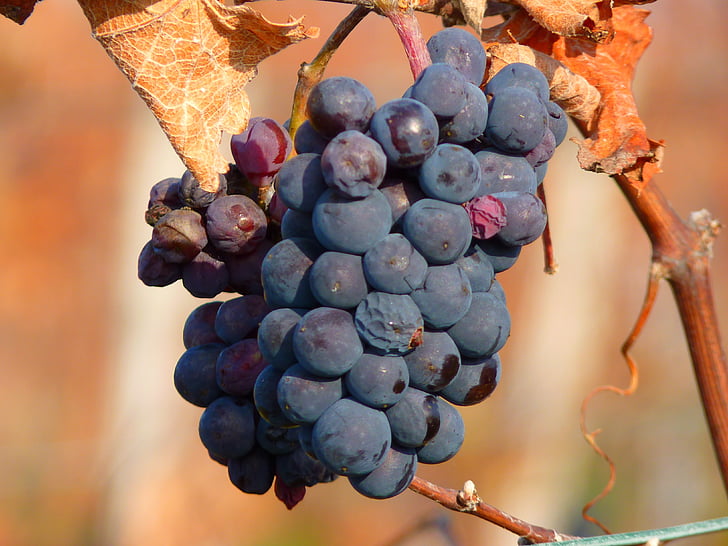 Modřenec, hrozny, ovoce, vinné révy, pěstování, víno, modrá
