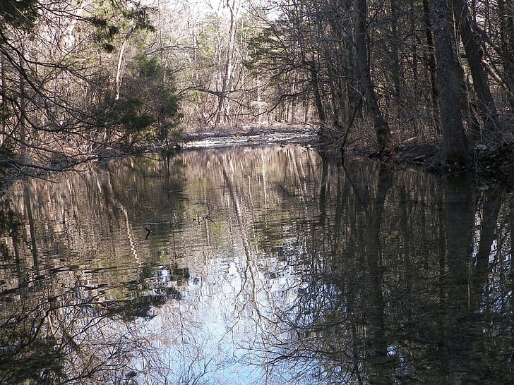Creek, Brook, Stream, floden, flow, skønhed, skov